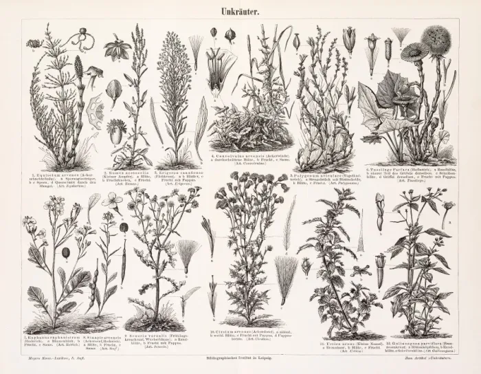 Framed Print : Weed engravings 1897 Framed Print : Weed engravings 1897
