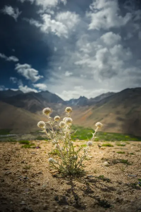 Framed Print : Weed on Tibetan plateau Framed Print : Weed on Tibetan plateau
