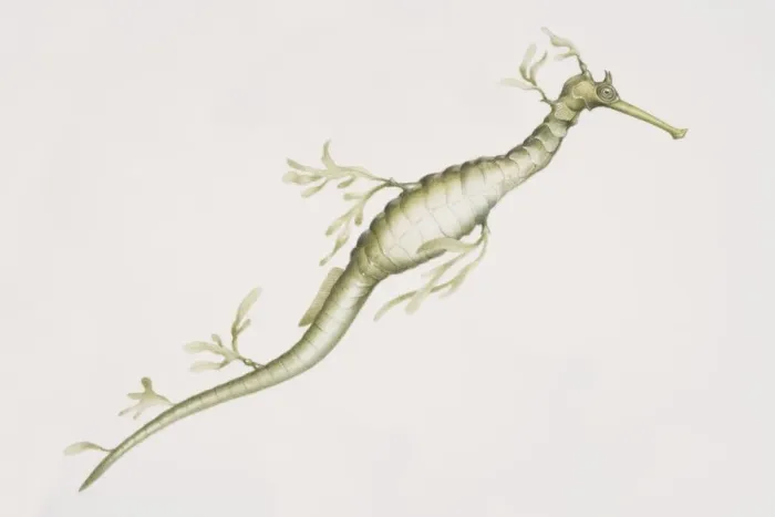 Framed Print : Weedy Seadragon (Phyllopteryx taeniolatus), a long sea weed like dragon