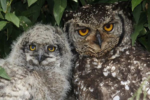 A three week old Spotted Eagle Owl chick with one of the parent birds. The nest is in the shade of a bush on top of a big rock in the Kirstenbosch National Botanical Garden, Cape Town, Western Cape Province. The yellow eyes can clearly be seen in the pic
