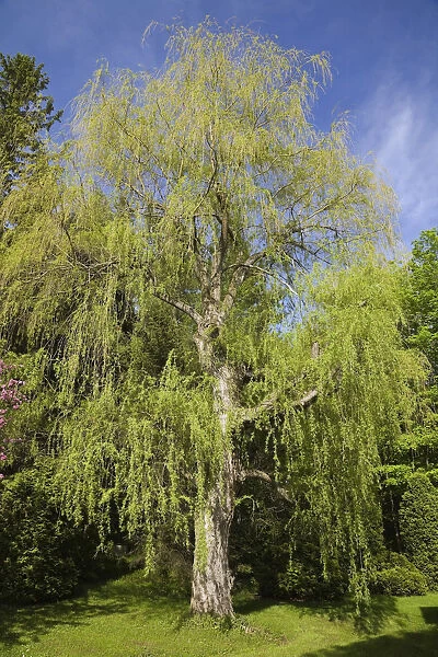 Weeping willow tree -Salix sp. - at springtime, Quebec, Canada