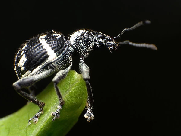 Weevils on leaf with black background