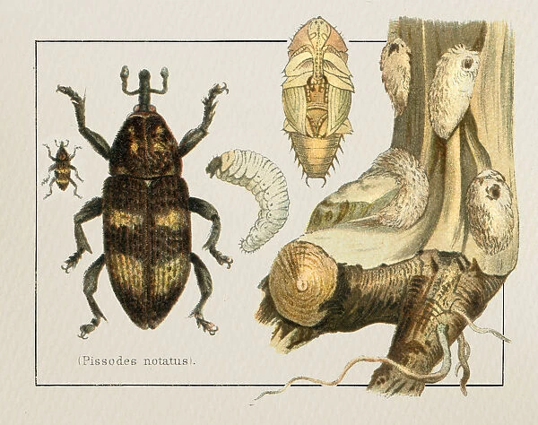 Weevil Pissodes notatus insect illustration 1897