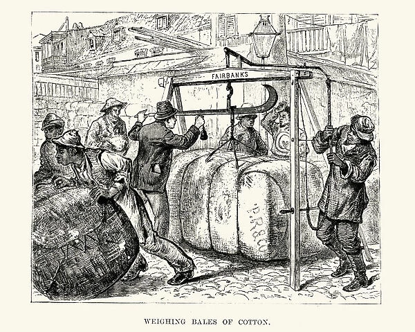 Weighing bales of cotton, New Orleans 19th Century