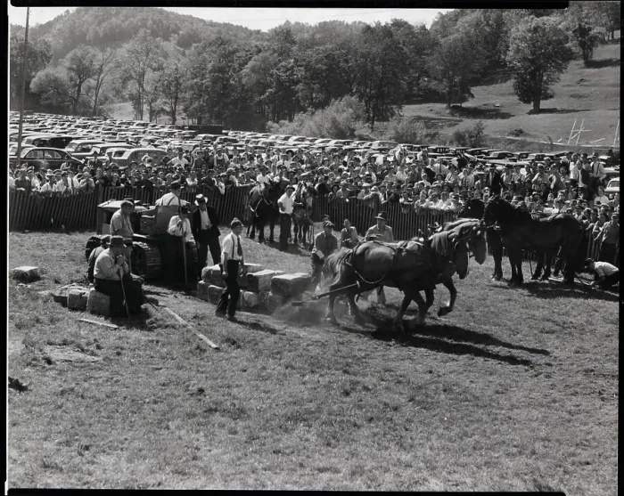 Framed Print : Weight Pulling Contest For Horses Framed Print : Weight Pulling Contest For Horses