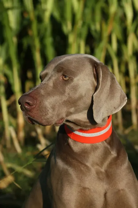 Framed Print : Weimaraner, short hair, hound Framed Print : Weimaraner, short hair, hound