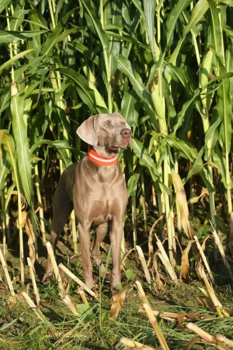 Framed Print : Weimaraner, short hair, hound Framed Print : Weimaraner, short hair, hound