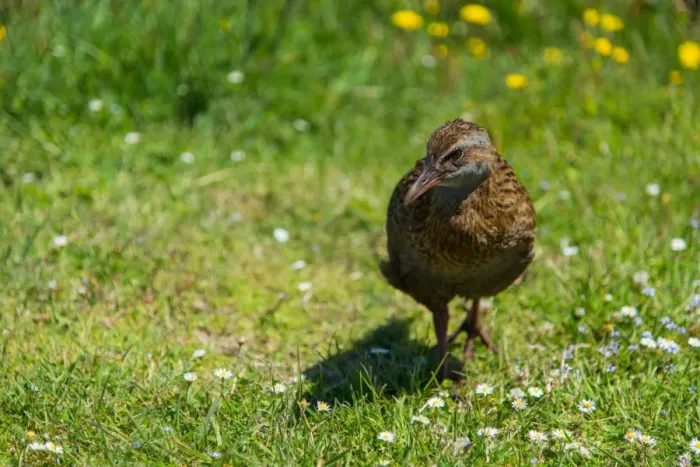 Framed Print : Weka (Gallirallus australis), New Zealand Framed Print : Weka (Gallirallus australis), New Zealand