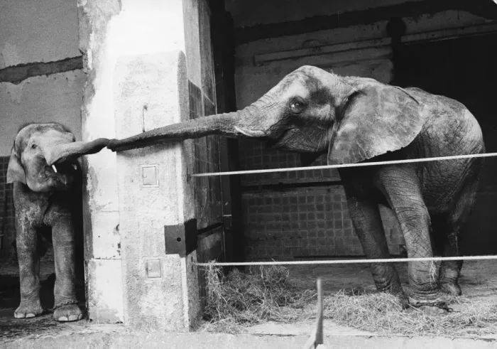 Framed Print : Welcoming Elephant
