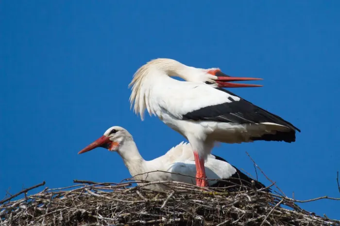 Framed Print : Welcoming scene of White Storks -Ciconia ciconia- on a nest, North Hesse, Hesse, Germany