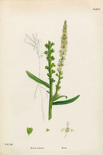 Weld, Reseda Luteola, Victorian Botanical Illustration, 1863