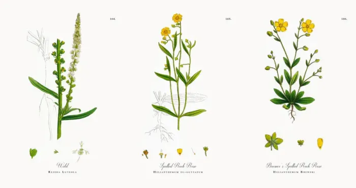 Framed Print : Weld, Reseda Luteola, Victorian Botanical Illustration, 1863 Framed Print : Weld, Reseda Luteola, Victorian Botanical Illustration, 1863