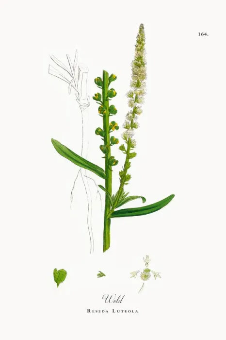 Framed Print : Weld, Reseda Luteola, Victorian Botanical Illustration, 1863 Framed Print : Weld, Reseda Luteola, Victorian Botanical Illustration, 1863