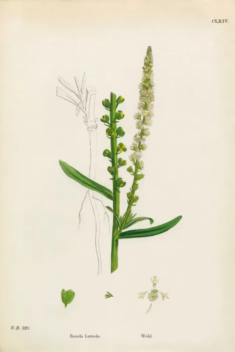 Framed Print : Weld, Reseda Luteola, Victorian Botanical Illustration, 1863 Framed Print : Weld, Reseda Luteola, Victorian Botanical Illustration, 1863