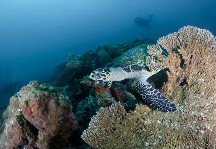 Framed Print : Wellcome. sea turtle at coral reef.Maldives diving.South Ari atoll Framed Print : Wellcome. sea turtle at coral reef.Maldives diving.South Ari atoll