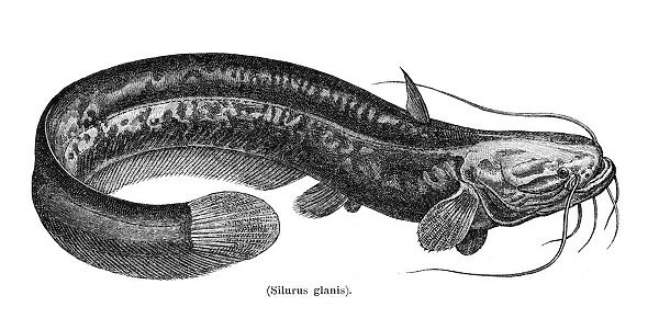 Wels catfish fish engraving 1897