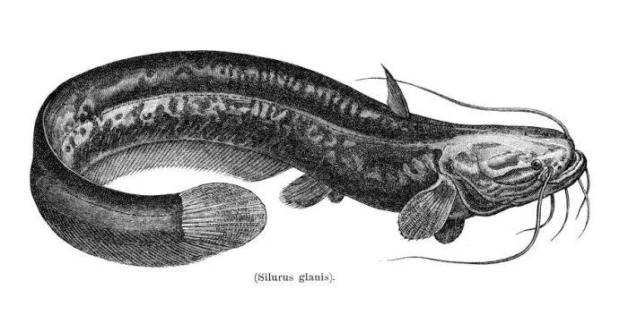 Framed Print : Wels catfish fish engraving 1897 Framed Print : Wels catfish fish engraving 1897