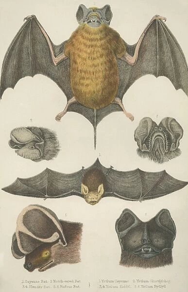 Welsh Bats