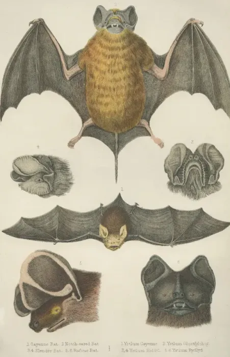 Framed Print : Welsh Bats Framed Print : Welsh Bats