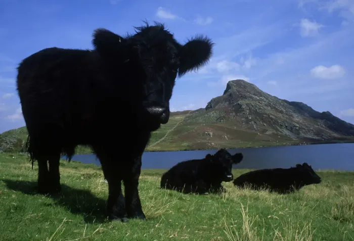 Framed Print : Welsh Black Cattle Above Aberdovey Framed Print : Welsh Black Cattle Above Aberdovey