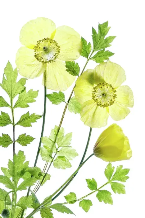 Framed Print : Welsh poppy Framed Print : Welsh poppy