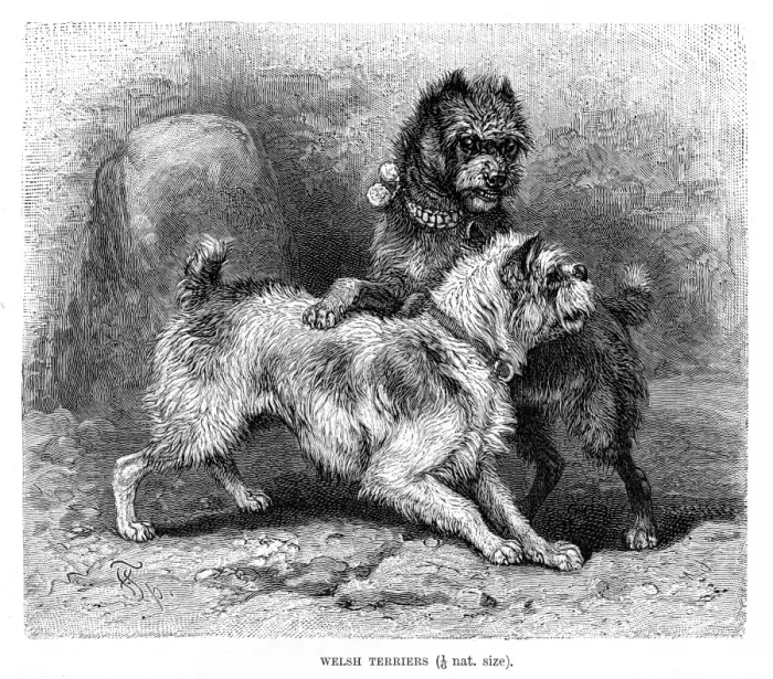 Framed Print : Welsh terrier dog engraving 1894