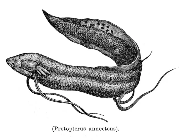 Framed Print : West African lungfish engraving 1897 Framed Print : West African lungfish engraving 1897
