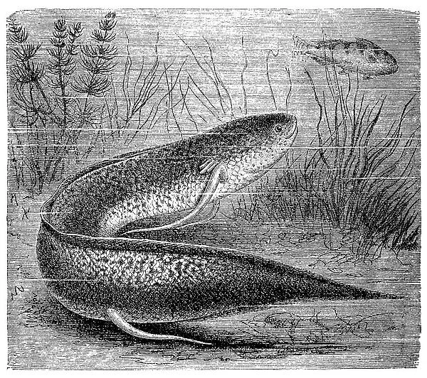 The West African lungfish (Protopterus annectens)