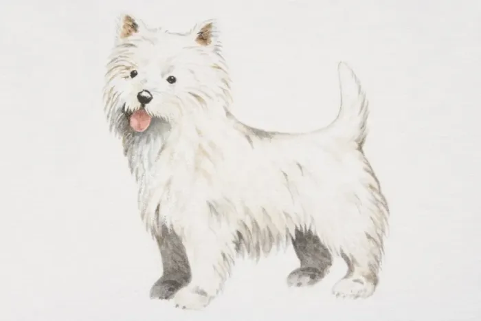 Framed Print : West Highland White Terrier (canis familiaris), side view Framed Print : West Highland White Terrier (canis familiaris), side view