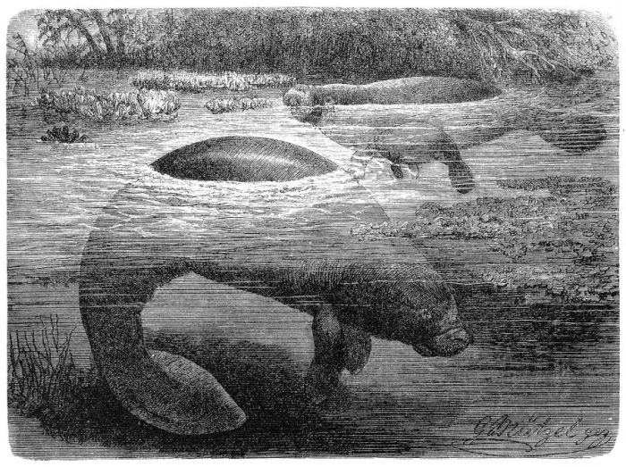 Framed Print : West Indian manatee (Trichechus manatus) Framed Print : West Indian manatee (Trichechus manatus)