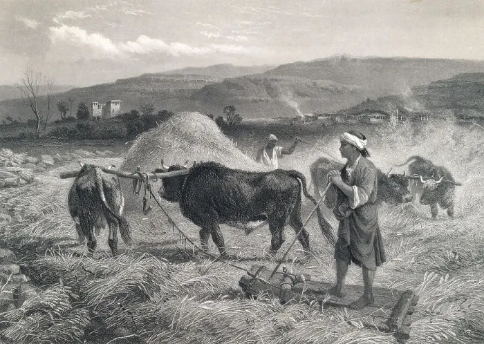 Framed Print : Western Asian Field Workers Threshing Crops with Use of Oxen Framed Print : Western Asian Field Workers Threshing Crops with Use of Oxen