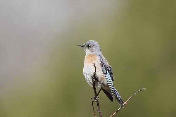 Western bluebird perching on twig