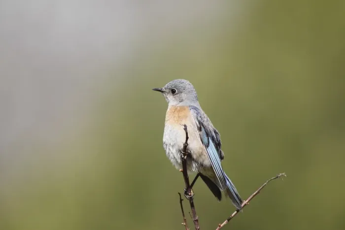Framed Print : Western bluebird perching on twig Framed Print : Western bluebird perching on twig