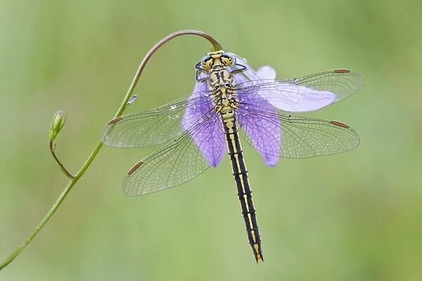 Western Clubtail -Gomphus pulchellus- on a Spreading Bellflower -Campanula patula-, North Hesse, Hesse, Germany