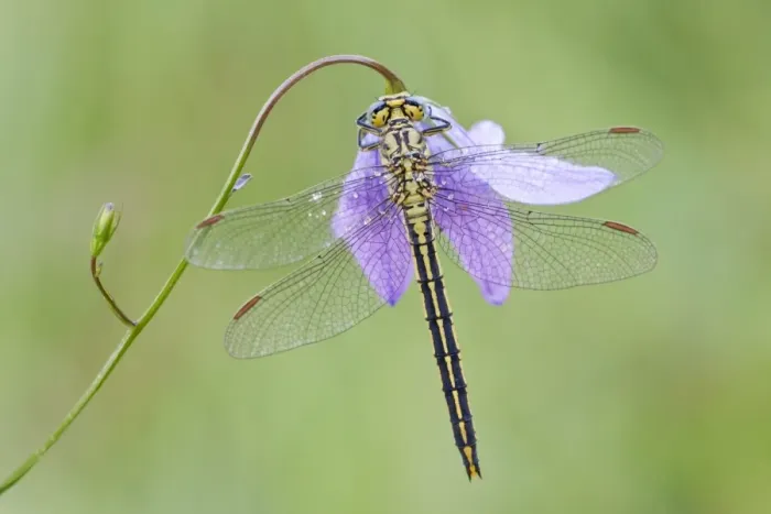 Framed Print : Western Clubtail -Gomphus pulchellus- on a Spreading Bellflower -Campanula patula-, North Hesse, Hesse, Germany Framed Print : Western Clubtail -Gomphus pulchellus- on a Spreading Bellflower -Campanula patula-, North Hesse, Hesse, Germany