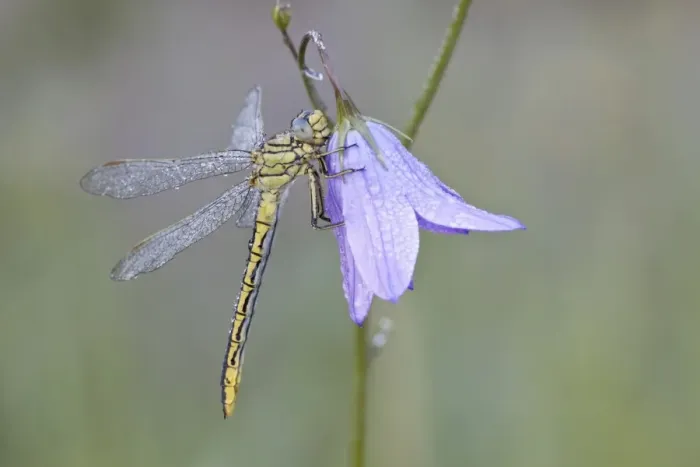 Framed Print : Western Clubtail -Gomphus pulchellus- on a Spreading Bellflower -Campanula patula-, North Hesse, Hesse, Germany Framed Print : Western Clubtail -Gomphus pulchellus- on a Spreading Bellflower -Campanula patula-, North Hesse, Hesse, Germany