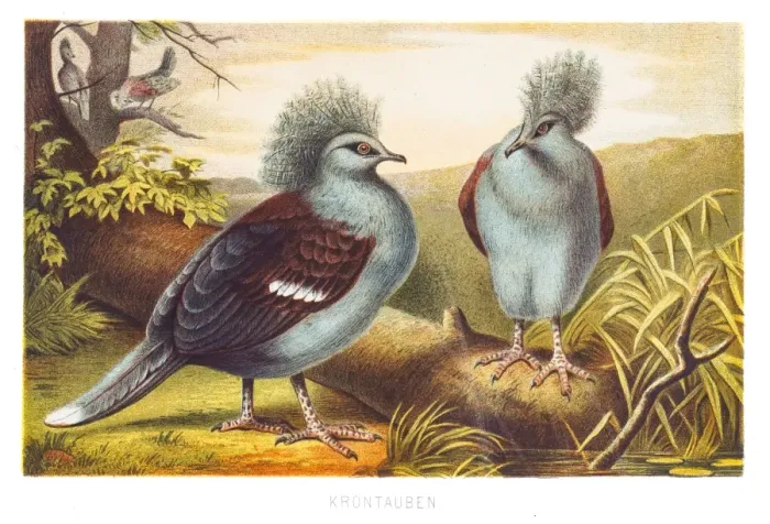 Framed Print : Western crowned pigeon 1882 Framed Print : Western crowned pigeon 1882