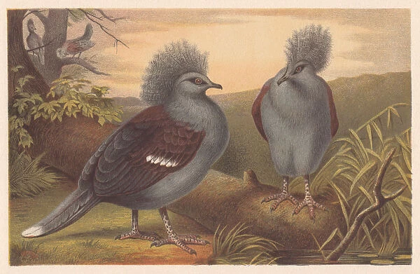 Western crowned pigeon (Goura cristata), lithograph, published in 1882