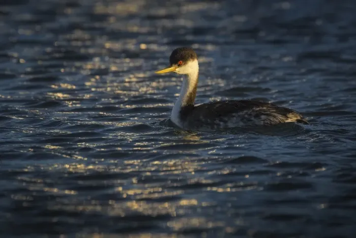Framed Print : Western Grebe Framed Print : Western Grebe