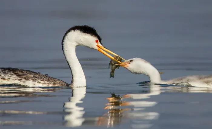 Framed Print : Western Grebe Feeding Framed Print : Western Grebe Feeding
