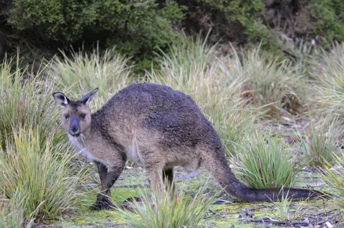 Framed Print : Western Grey Kangaroo (Macropus fuliginosus fuliginosus), Kangaroo Island, Australia Framed Print : Western Grey Kangaroo (Macropus fuliginosus fuliginosus), Kangaroo Island, Australia