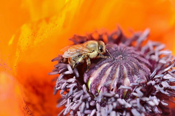 Western honey bee -Apis mellifera- collecting pollen on a red flower, Oriental poppy -Papaver orientale-