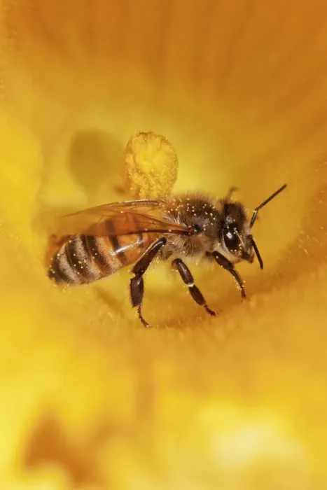 Framed Print : Western honey bee -Apis mellifera- on pumpkin flower, Hokkaido, Japan, Asien Framed Print : Western honey bee -Apis mellifera- on pumpkin flower, Hokkaido, Japan, Asien