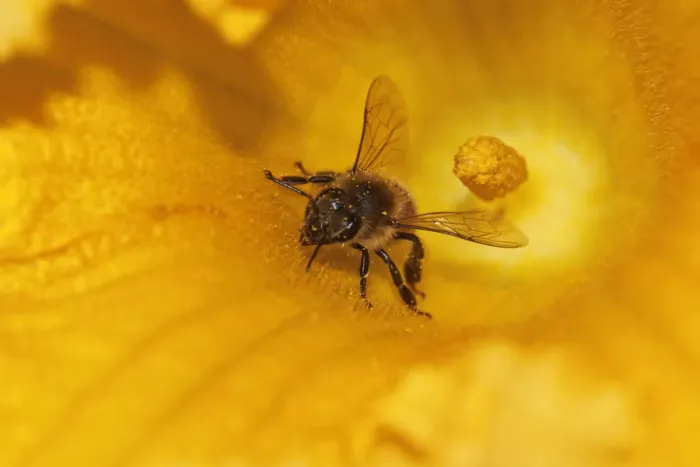 Framed Print : Western honey bee -Apis mellifera- on pumpkin flower, Hokkaido, Japan, Asien Framed Print : Western honey bee -Apis mellifera- on pumpkin flower, Hokkaido, Japan, Asien