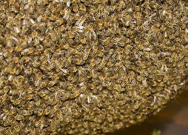 Western honey bees -Apis mellifera-, a large swarm of bees