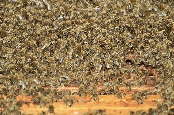 Western honey bees -Apis mellifera-, a large swarm of bees taking possession of a beehive