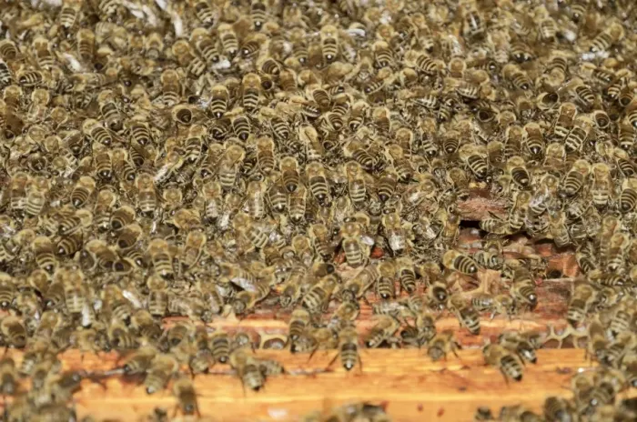 Framed Print : Western honey bees -Apis mellifera-, a large swarm of bees taking possession of a beehive Framed Print : Western honey bees -Apis mellifera-, a large swarm of bees taking possession of a beehive
