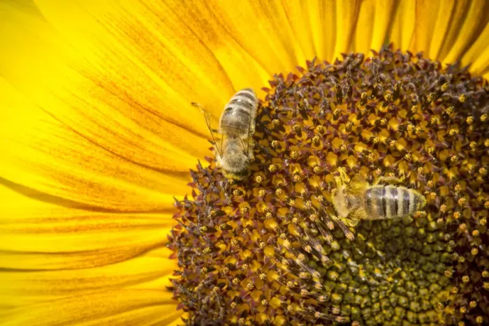 Framed Print : Western honey bees -Apis mellifera- perched on a sunflower -Helianthus annuus-, detailed view of the blossom, Stuttgart, Baden-Wuerttemberg, Germany, Europe Framed Print : Western honey bees -Apis mellifera- perched on a sunflower -Helianthus annuus-, detailed view of the blossom, Stuttgart, Baden-Wuerttemberg, Germany, Europe