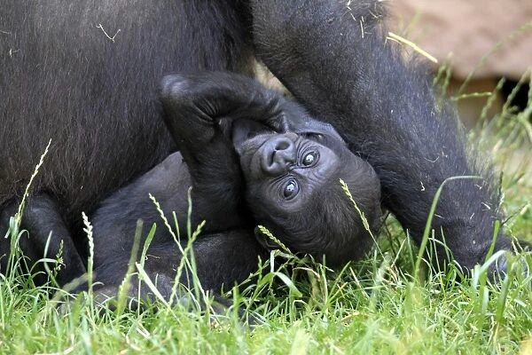 Western Lowland Gorilla -Gorilla gorilla gorilla-, infant, native to Africa, captive, Heidelberg, Baden-Wurttemberg, Germany