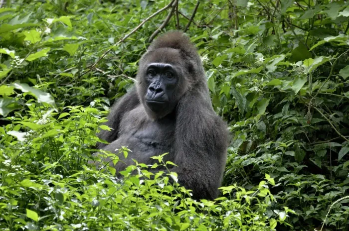 Framed Print : Western Lowland Gorilla -Gorilla gorilla-, Cameroon, Central Africa, Africa Framed Print : Western Lowland Gorilla -Gorilla gorilla-, Cameroon, Central Africa, Africa